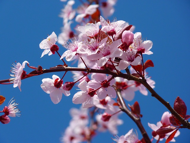 almond blossom