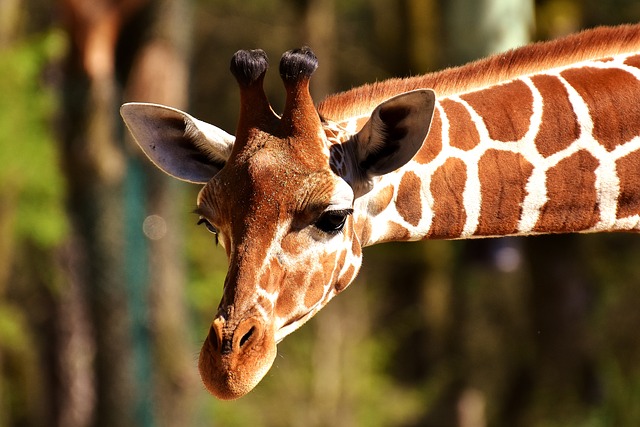 giraffe-2222908_640